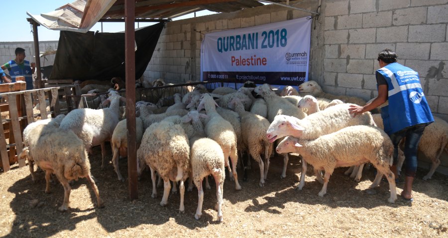Qurbani 2018 Summary Report