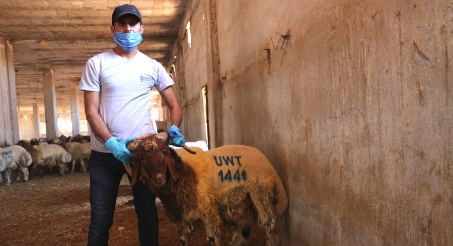 Qurbani 2020: A Summary of Your Sacrifices!