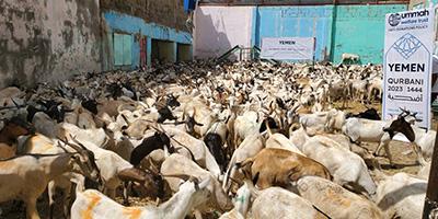 Qurbani 2023 in Forgotten Yemen