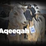 Aqeeqah by Ummah Welfare Trust
