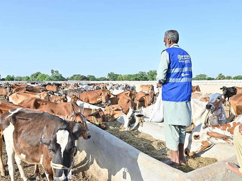 Qurbani 2026