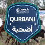 Qurbani 2026 by Ummah Welfare Trsut (UWT) 2 Qurbani 2026 by Ummah Welfare Trust (UWT)